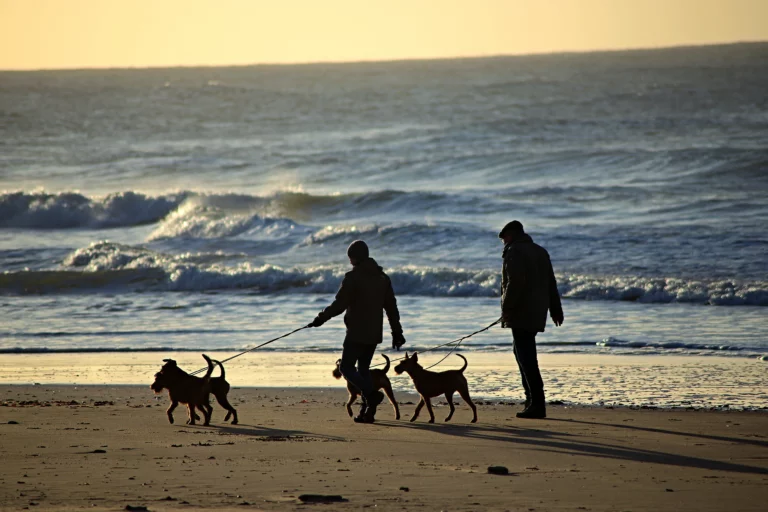 Top 10 Dog Beaches in the World