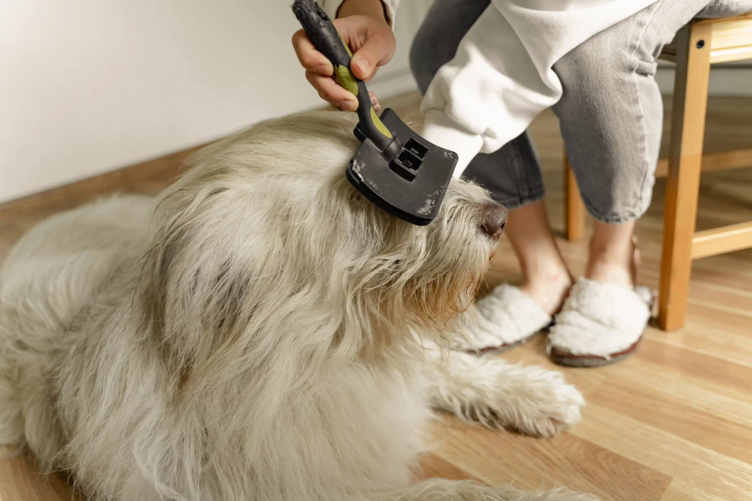 dog grooming coquitlam